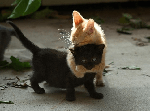cute cats hug